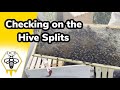 Checking on the Young Hive Splits | Eta & Epsilon Hive Check