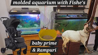 baby prime | molded aquarium set with Fishe's & Rampuri mende available in Hyderabad falaknuma