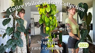 🚨 ranking my entire philodendron collection | 30 species, rare + common 🌿 (my fa