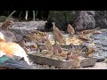 人懐っこい渡り鳥のアカツクシガモ（赤筑紫鴨・ruddy shelduck）　人を恐れる様子がなさそう