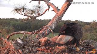 ~ Eagle Country Floryda - Karmienie pisklaków ~ Bieliki Amerykańskie