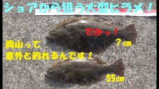 ショアから狙う大型ヒラメ！岡山って意外と釣れるんです！