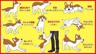 【保存版】犬のサインでわかる！喜怒哀楽を読み解く27の方法