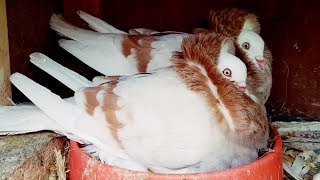 Altholländische Kapuziner, Zucht Paar Gelbfahl Old dutch capuchine pigeons Breeding pair yellow fahl