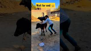 hay hay re majburi l Meri bhains biya gayi bhudi l #shorts #viralshorts #youtubeshorts #short 😆😂