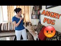 My PUG got very angry with me when I did this...