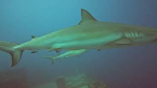 USS Spiegel Grove shipwreck covered in over a dozen massive sharks while scuba diving.