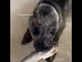 Credits to @harborwaterdoggoyt #cute #seal #cuteseal #viralvideo #viralshort