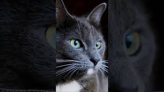 How good is a cats eyesight compared to humans ? | பூனை பார்வையில இவ்வளவு விஷயம் இருக்கா !!