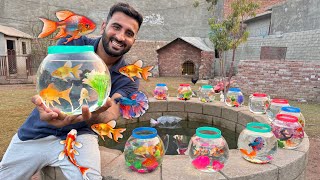 Cute Colour Full Fishes K Bht Sary Bowls Le Aiy😍