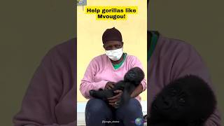 Rescued Baby Gorilla Finds Hope