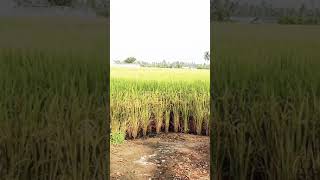 சில நேரம் சில💯 மனிதர்கள் நெல் வயலை👍 சுத்தி பார்க்க வந்தோம்🌾 விவசாயம் காப்போம்🙏