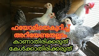 #Fayomi Chicken Breed #ഫയോമി കോഴികൾ ഈജിപ്ഷ്യൻ ഫയോമി SharminVlogs