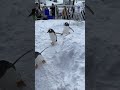 企鵝雪中散步 ペンギンの雪中さんぽ penguins stroll 오타루수족관 눈앞에서 펭귄