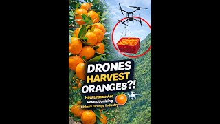 How Drones Are Transforming China’s Orange Industry | Smart Farming in Mountains