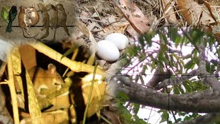 Hunting squirrels eat the wild fruit and the Gray Peacock pheasant hatch its eggs tua nas noj txiv