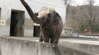 S3650072ゾウ（茶臼山動物園より）