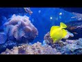 Underwater Relaxing & Calm Background Music+ Stress Relief Music- Coral Reef Aquarium- Colorful Sea