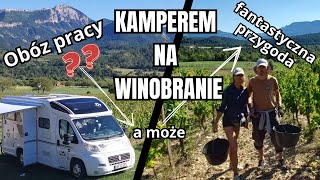 Winobranie we Francji, jak jest naprawdę, obóz pracy czy fantastyczna przygoda, praca przez miesiąc