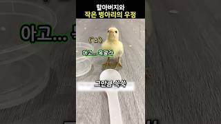 할아버지와 작은 병아리의 우정