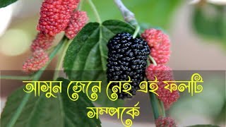 ম্যালবেরী বা তুঁত ফলের স্বাস্থ্য উপকারিতা ও পুষ্টিগুণ। Mulberrie fruits health benefits