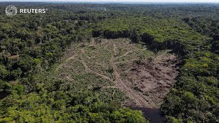 Amazon rainforest still in 'big loss,’ expert says