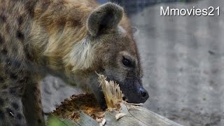 Spotted　Hyena,The force of the jaw ブチハイエナの顎の力