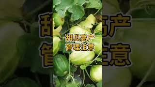 甜瓜种植｜香瓜种植 #shorts #香瓜甜瓜