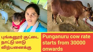 PUNGANUR COW| Punganur Calf| Punganur Breed| world shortest cow|  Punganur cow in Tamil