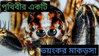 পৃথিবীর ৪টি ভয়ংকর মাকড়শা