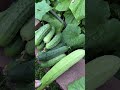 My largest harvest so far #garden #cucumber #backyardgardening