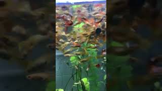 孔雀魚恐怖地搶食Crazy eating of peacock fishes #fish #peacockfish #孔雀魚 #hungry#飢餓#schooloffish#恐怖#crazy