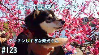 梅祭りで喜ぶ柴犬さん（愛知県知多市佐布里池の梅林2月25日）＃豆柴＃柴犬＃黒柴＃知多市佐布里池の梅林