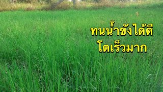 หญ้าไนล์โตไวมาก|อิมพอร์ตฟาร์ม