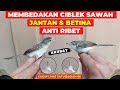 CARA MEMBEDAKAN CIBLEK SAWAH JANTAN & BETINA ANTI RIBET❗CUKUP LIHAT 1 BAGIAN INI❗