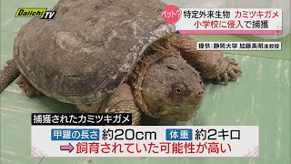 【危険】カミツキガメが小学校に侵入…　“特定外来生物”　見つけた場合は通報を＜静岡市＞