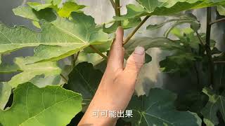 无花果种植中为什么要“打顶”？3个优点2个缺点一定要知道！