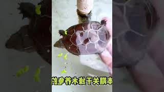 你真的了解绿水吗？绿水养龟可能伤及内脏和致癌！三分钟了解绿水 #017