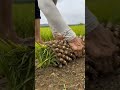 getting rice seedlings ready satisfying shot