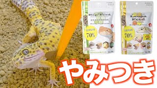 爬虫類の食いつきがエグすぎる人工飼料を見つけました！【RepFeed LeopaFeed】