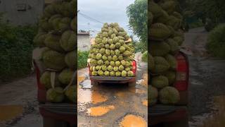 Vietnam durian season - 越南榴莲季节 #ทุเรียน #food #durian #shorts