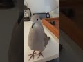 Skippy the dove loves his mommy! (Ringneck dove)