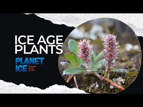 How do plants adapt to the tundra?