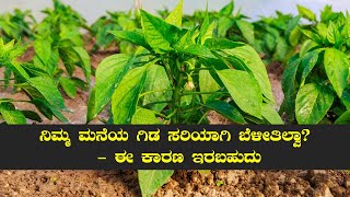 ನಿಮ್ಮ ಮನೆಯ ಗಿಡ ಸರಿಯಾಗಿ ಬೆಳೀತಿಲ್ವಾ?  - ಈ ಕಾರಣ ಇರಬಹುದು