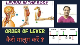 Lever in human body- lever mechanism in the human|Lever system of body|Order of Lever|healtheducatum