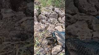 അമ്പോ നാടൻവരാൽ😱#snakehead #varal #fish #fishing #fishingvideo #casting #shorts #1k #views #like #2k