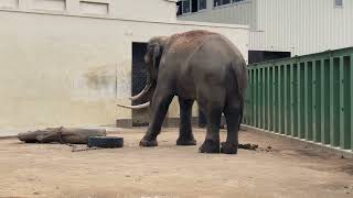 アジアゾウのマックくん　王子動物園