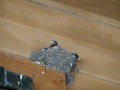 barn swallow nest