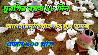 মুরগির বয়স ১৮ দিন আলহামদুলিল্লাহ অনেক ভালো ওজন আছে এবং মুরগি সব সুস্থ #ব্রয়লার_মুরগি_পালন