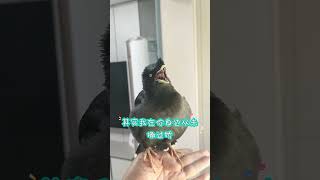 #假如让我出征歌手 #夏日萌友季  #爱生活爱音乐 #cutebird #birds #pets